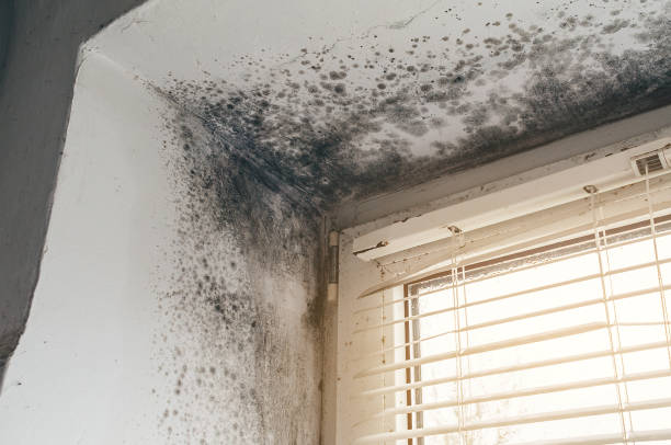 Affordable Mold Remediation solutions in Wyandanch, NY